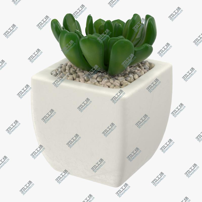 images/goods_img/2021040233/23 Succulents Collection/5.jpg